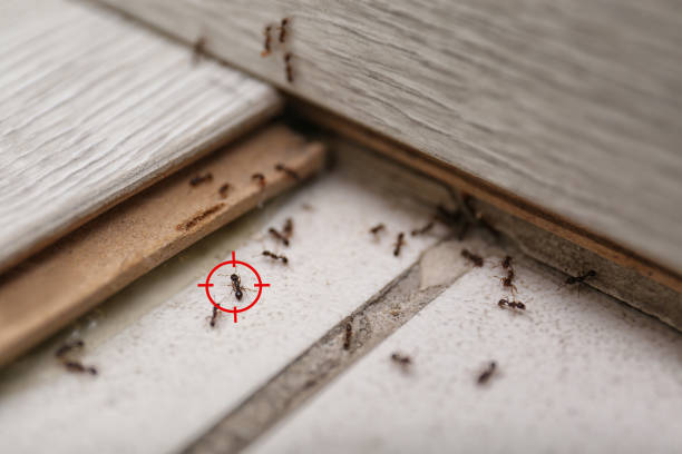 Wasp Removal Services in Wylie, TX
